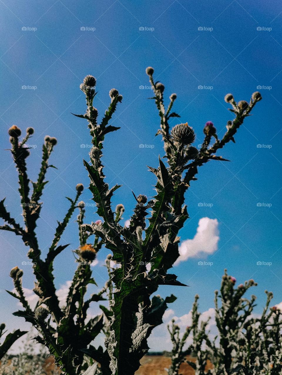 prickly tartar Onopórdum acánthium