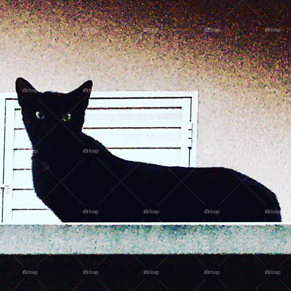 🇺🇸 A black cat appeared here.  Scary look, bad face… how scary!  Or is it just nonsense? / 🇧🇷 Um gato preto apareceu aqui. Olhar assustador, cara de mau… que medo! Ou é só bobagem?