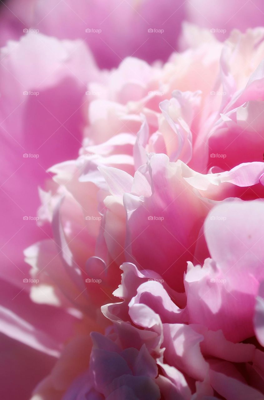 baby pink rose close up photo