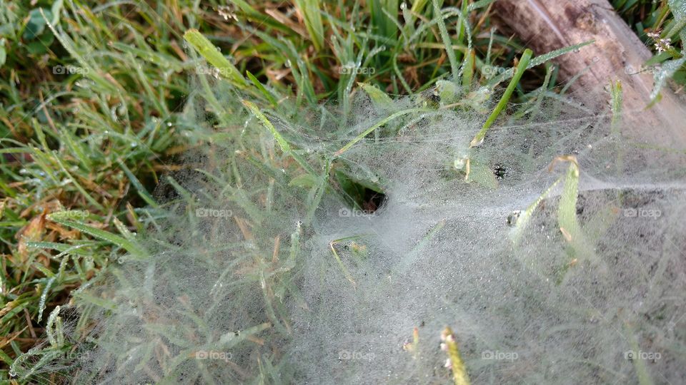 Amazing Spiderweb