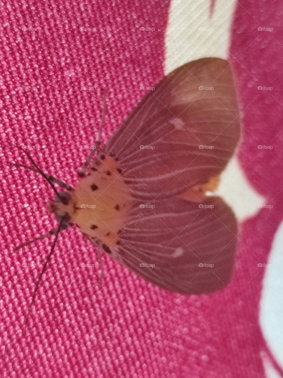 Beautiful😍 Butterfly🦋 Photo📸