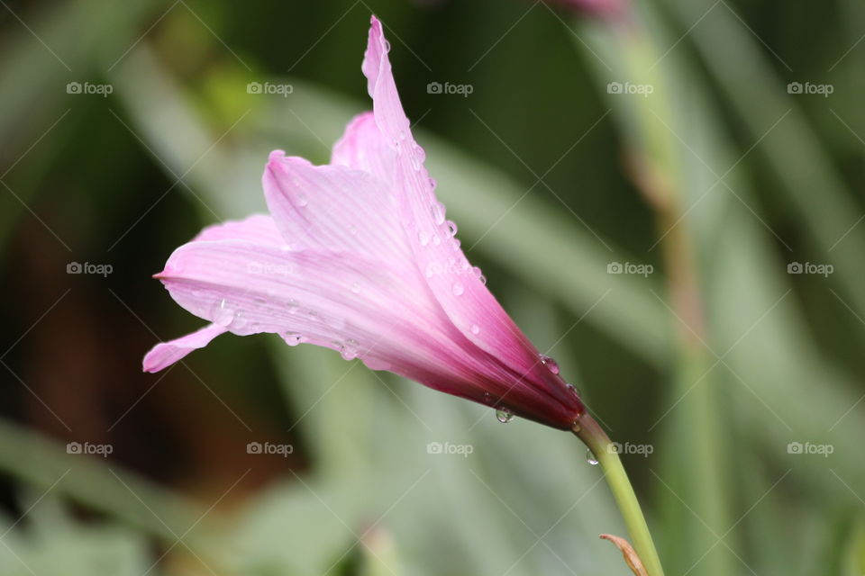 A pink flower after the rain