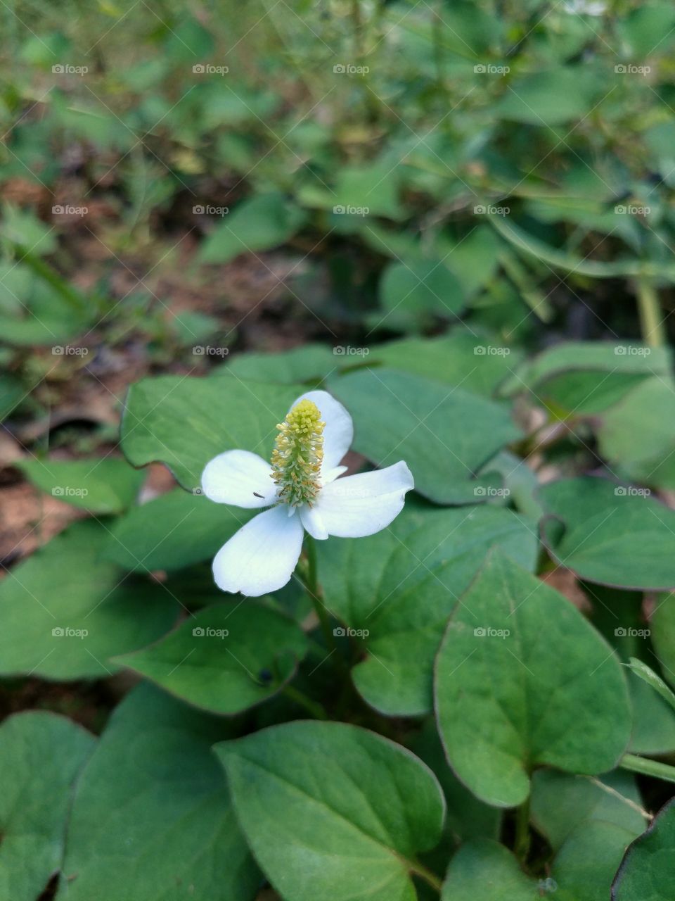 A single, white, Houttuynia cordata (Chameleon Plant) bloom sitting among its heart-shaped leaves.