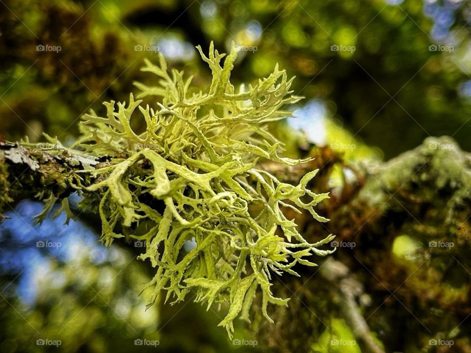 Green on a tree, Jura, France.