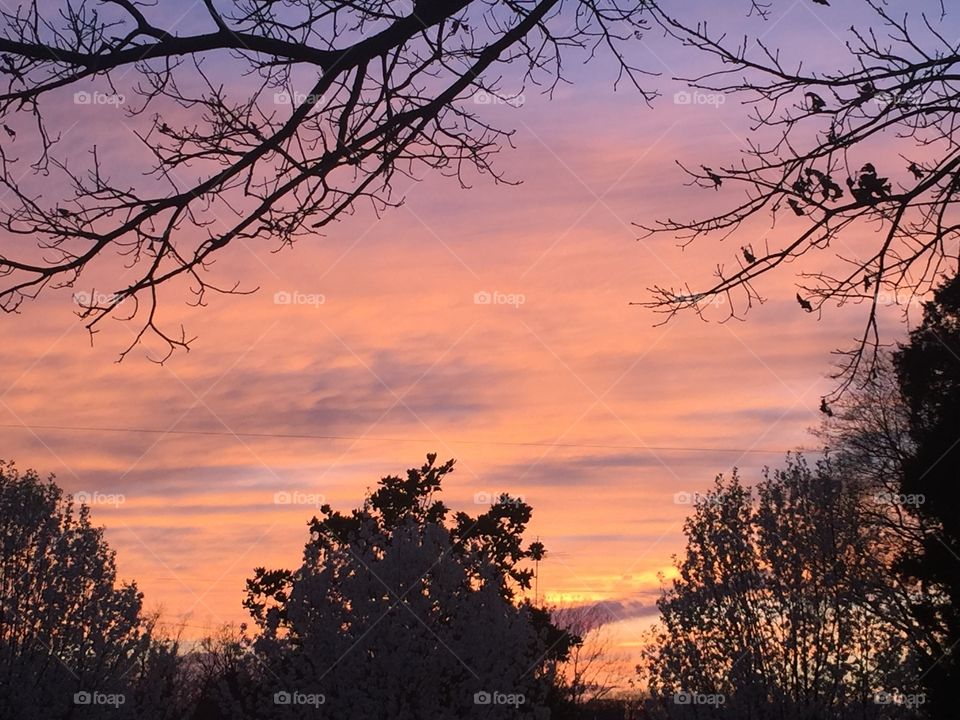 Tree, No Person, Sunset, Dawn, Landscape