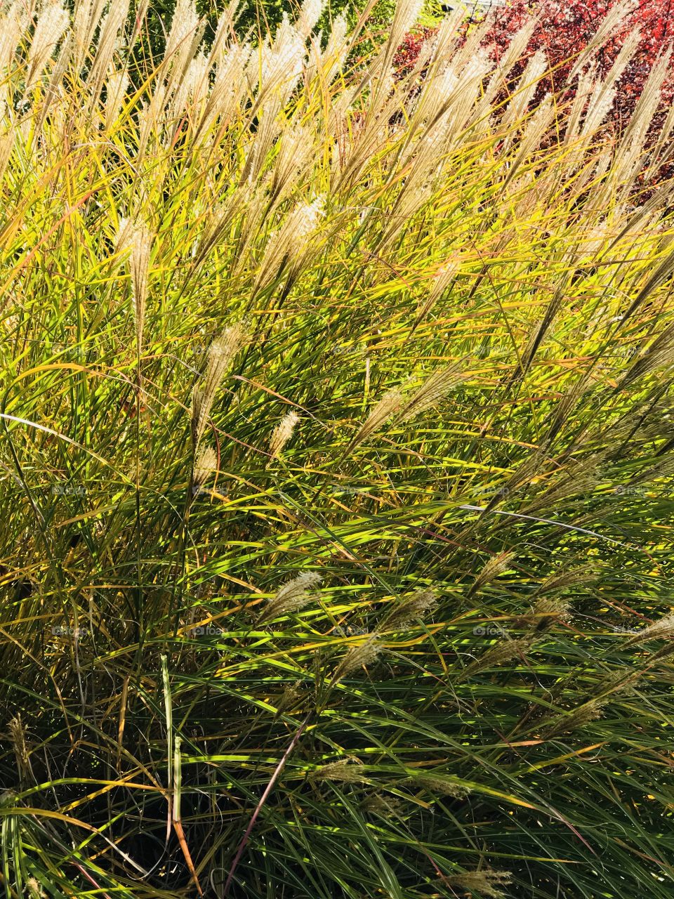 Autumn grasses