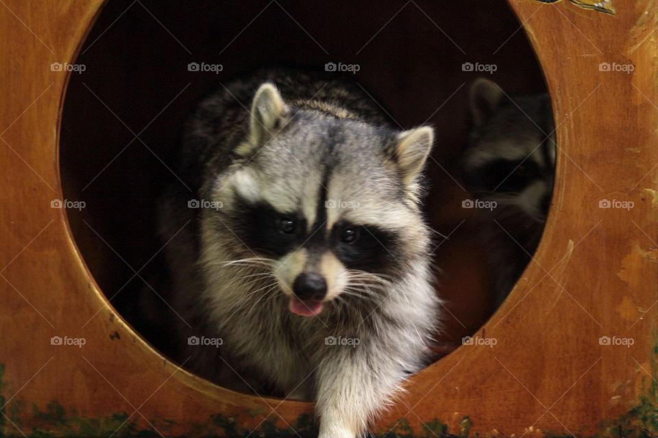 cute raccoon