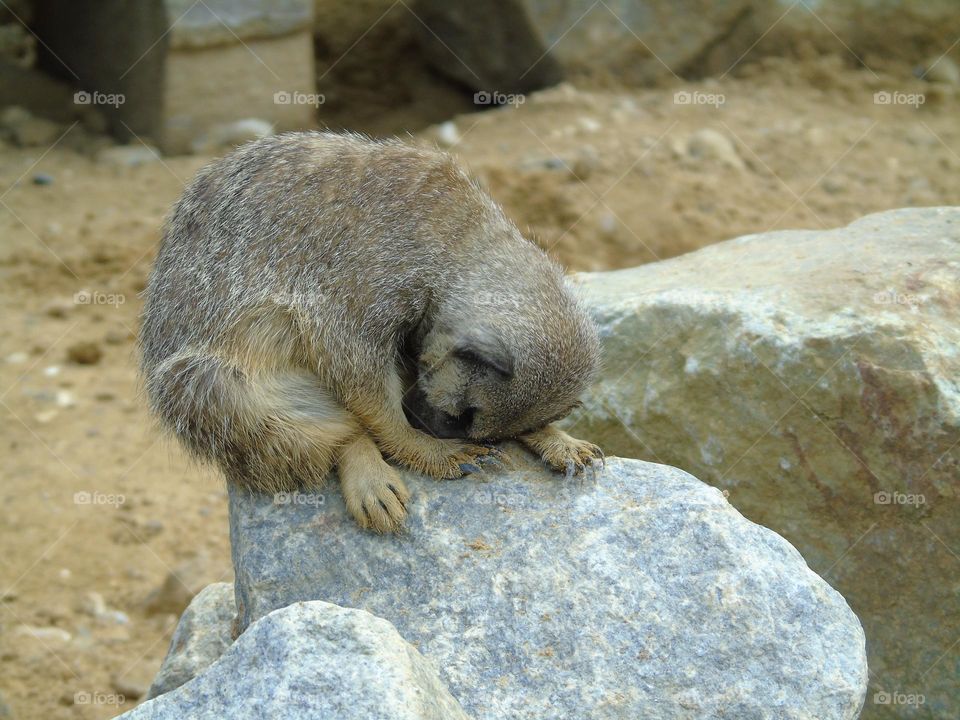 Little meerkat having nap, cute animal