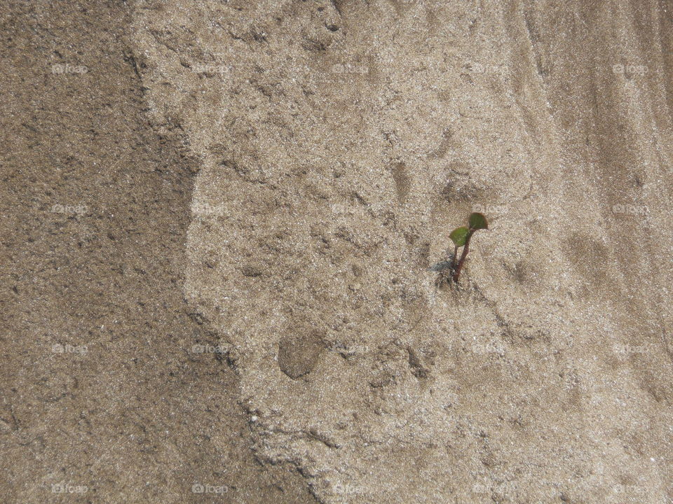 Tiny Growth In The Sand