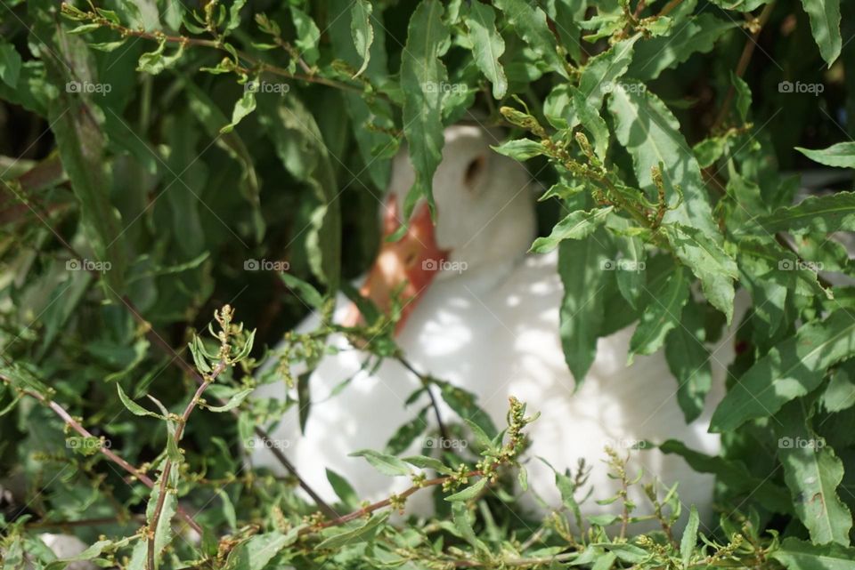 White#duck#nature