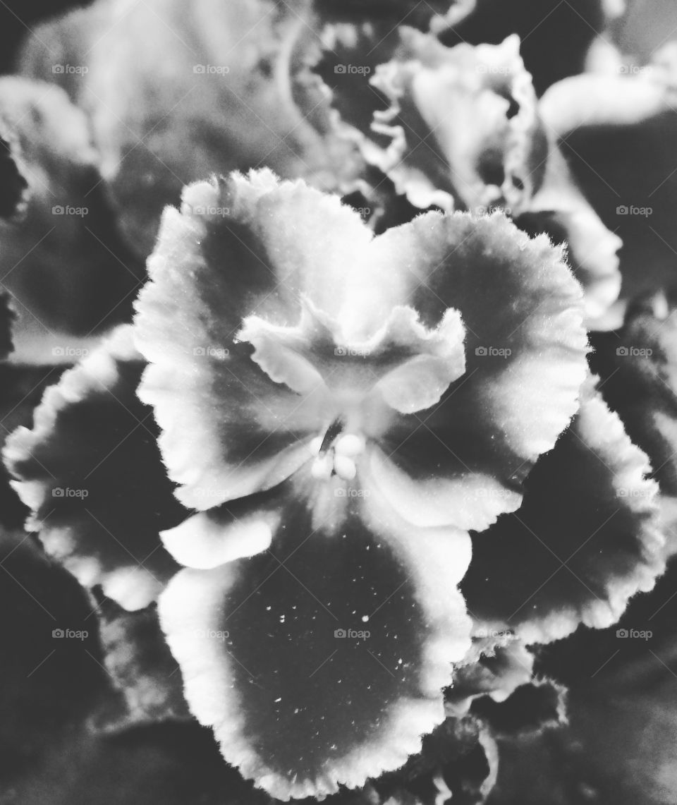 African Violet In Mono.. The Chrome Variety.
