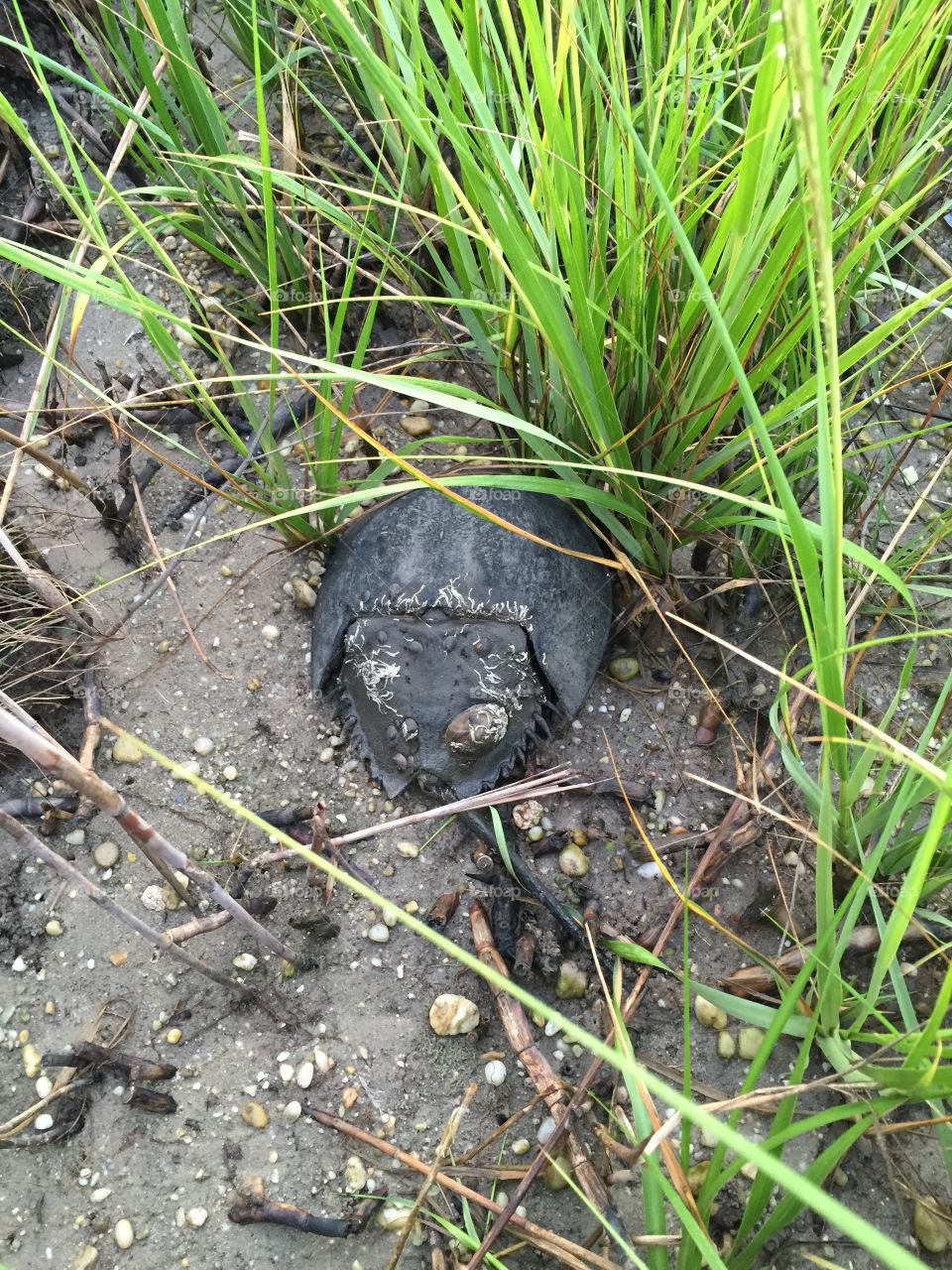 Horseshoe crab at lagoon, NJ shore