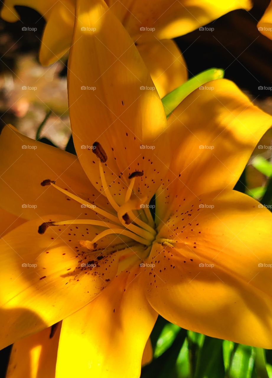 Morning sunlight & shade on blooming Easter Lily.