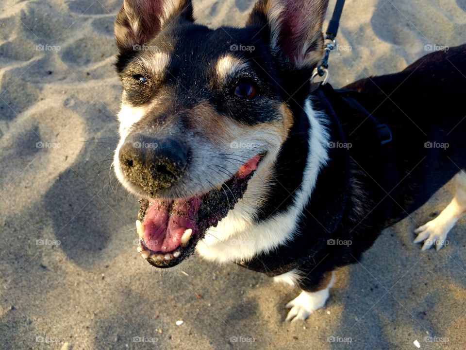 Dog playing at the beach with sand all over her face. 