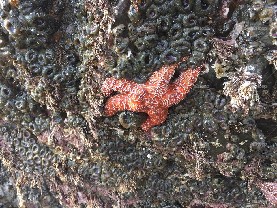 A starfish on rocks during low tide on the oregon coast. 