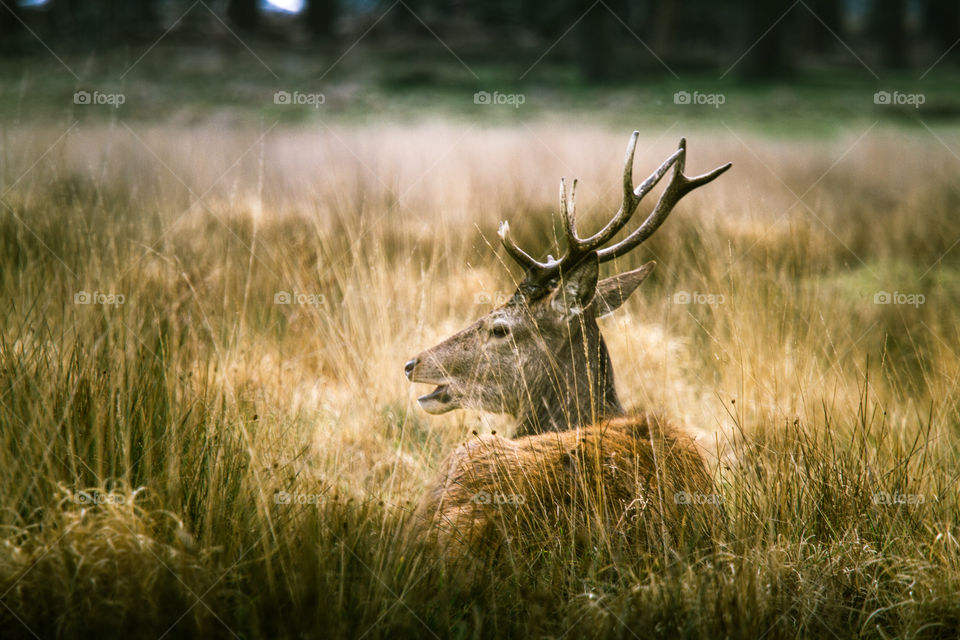 A beautiful deer in the park. Richmond park in London. Sweet animal portrait.