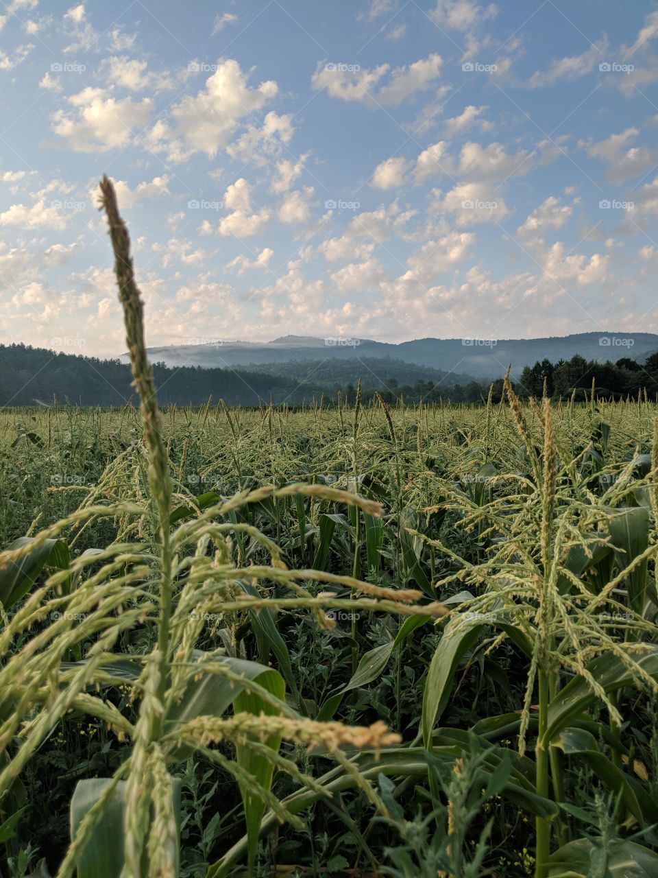 corn field