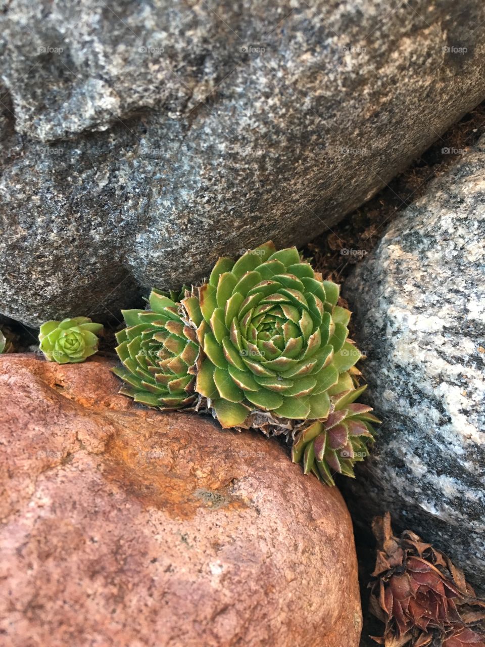 Hens and Chicks in Rock Wall