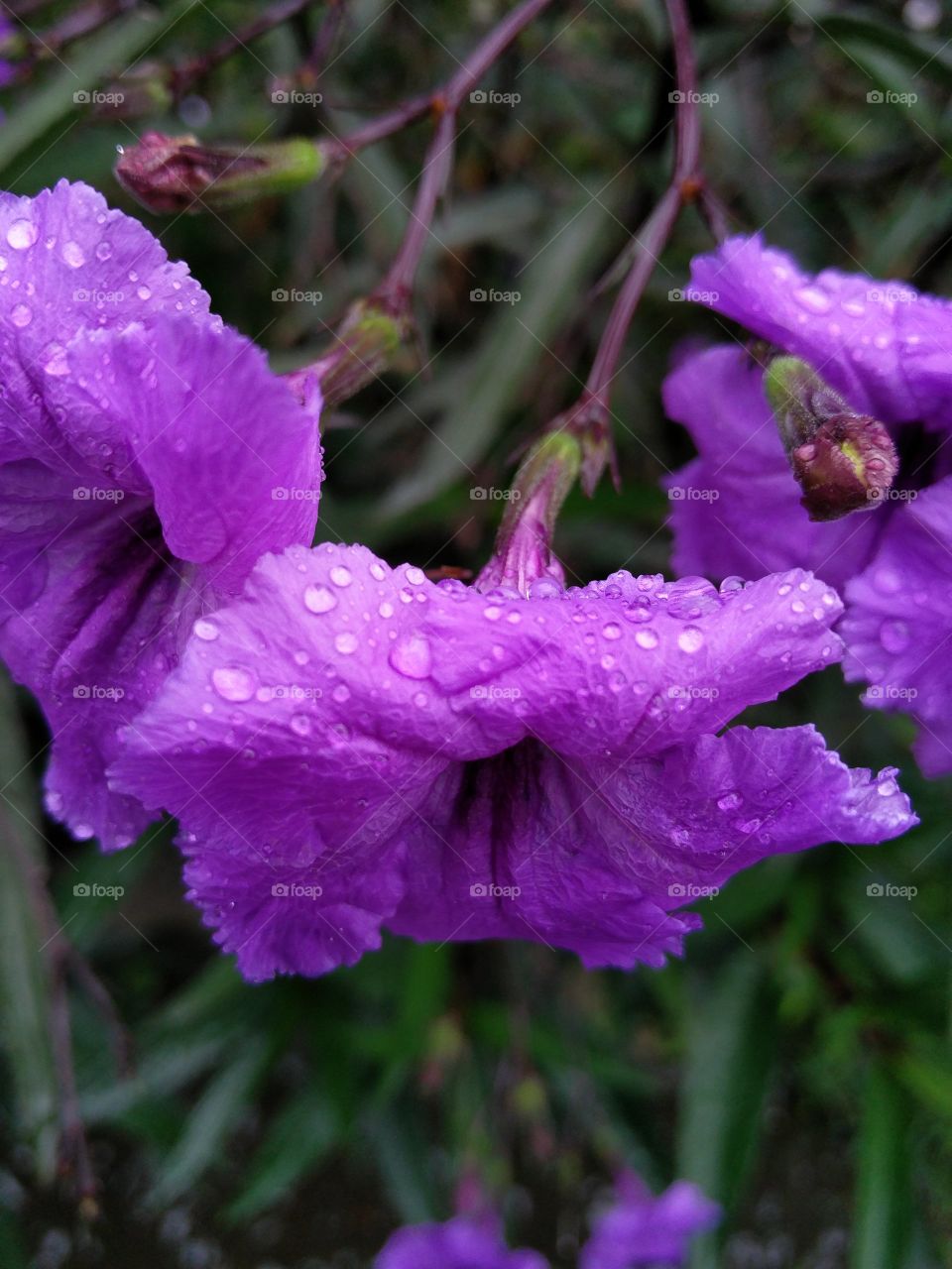 purple rainy