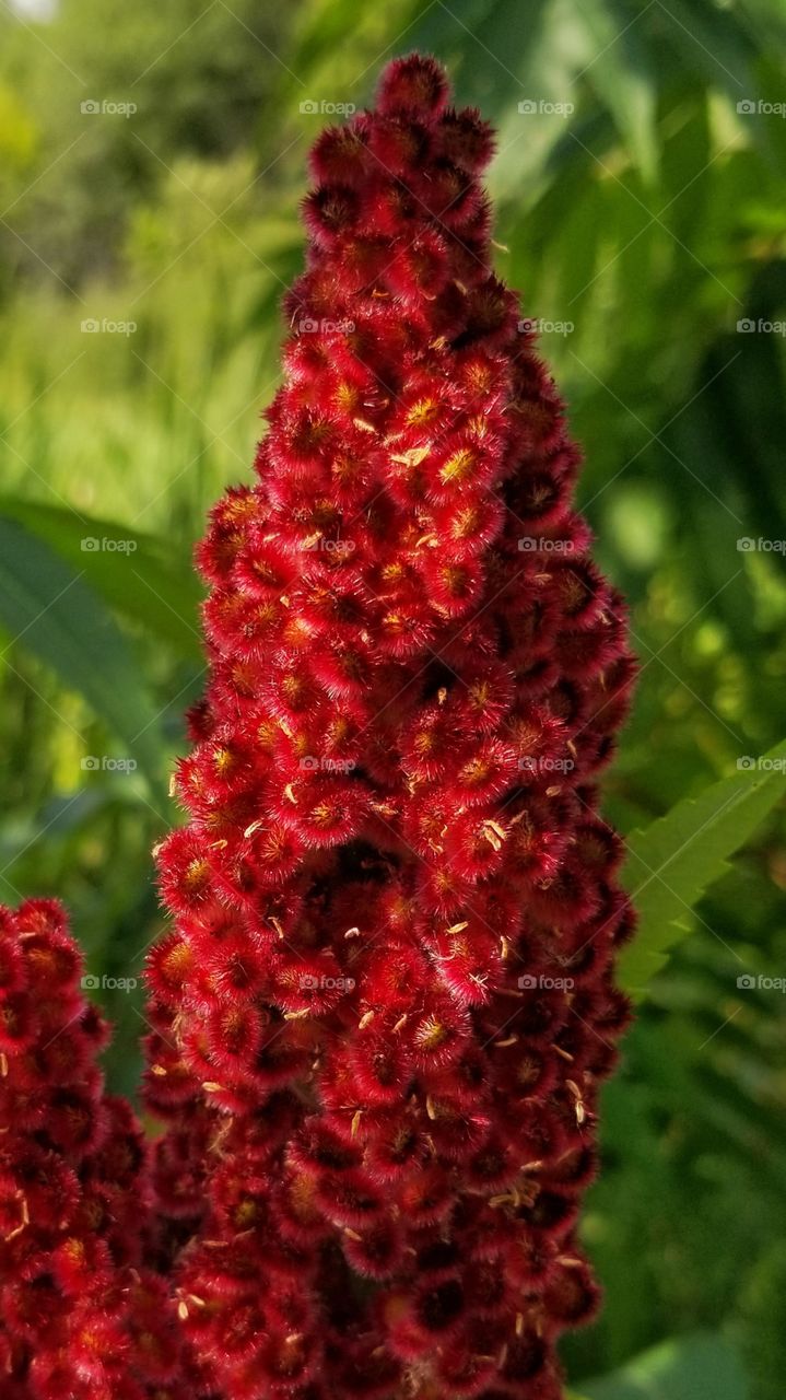 Red plant