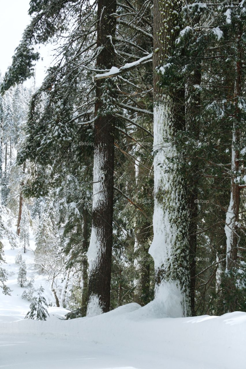 Sequoia park 