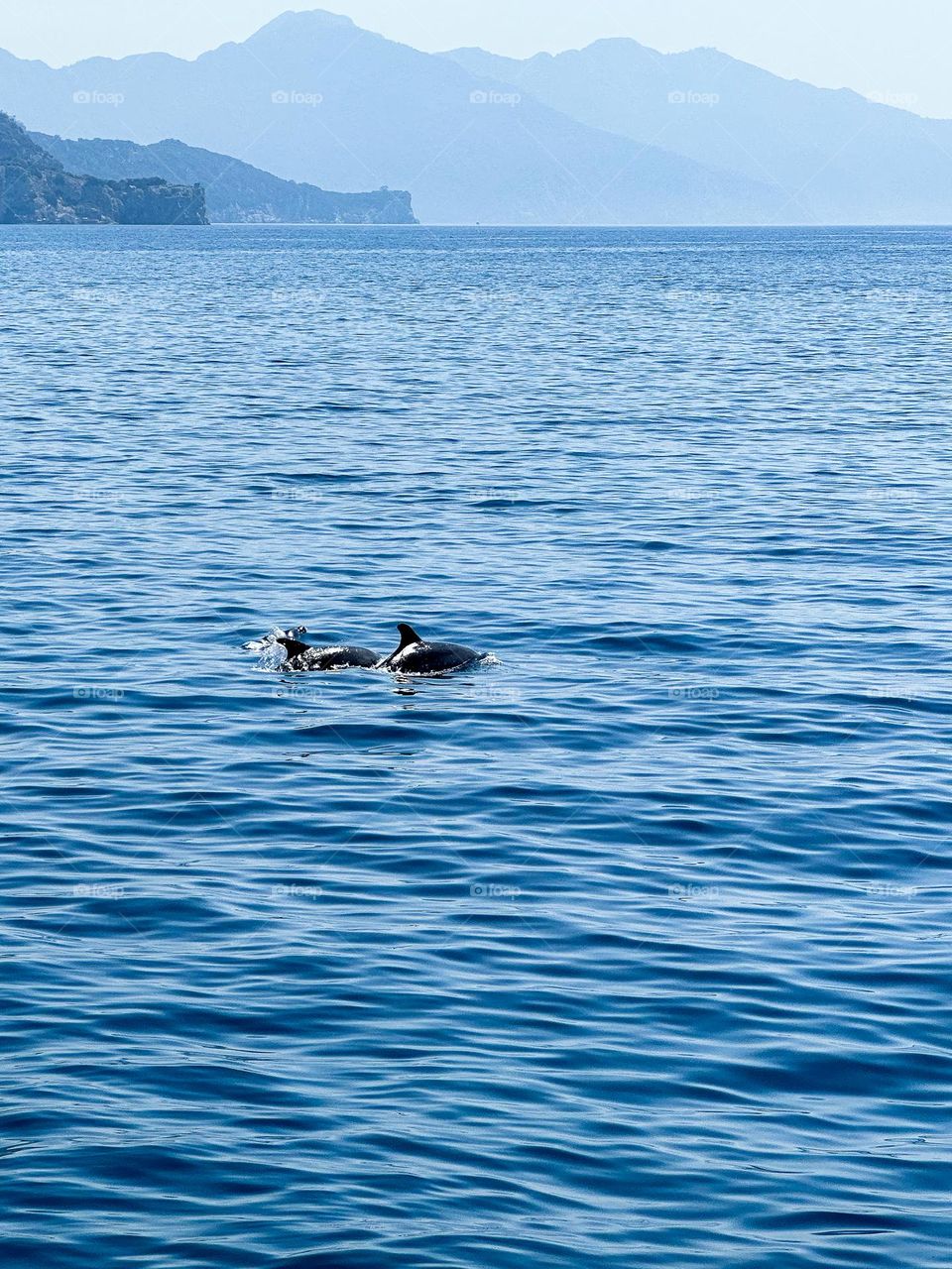 Two dolphins swim in the calm sea 