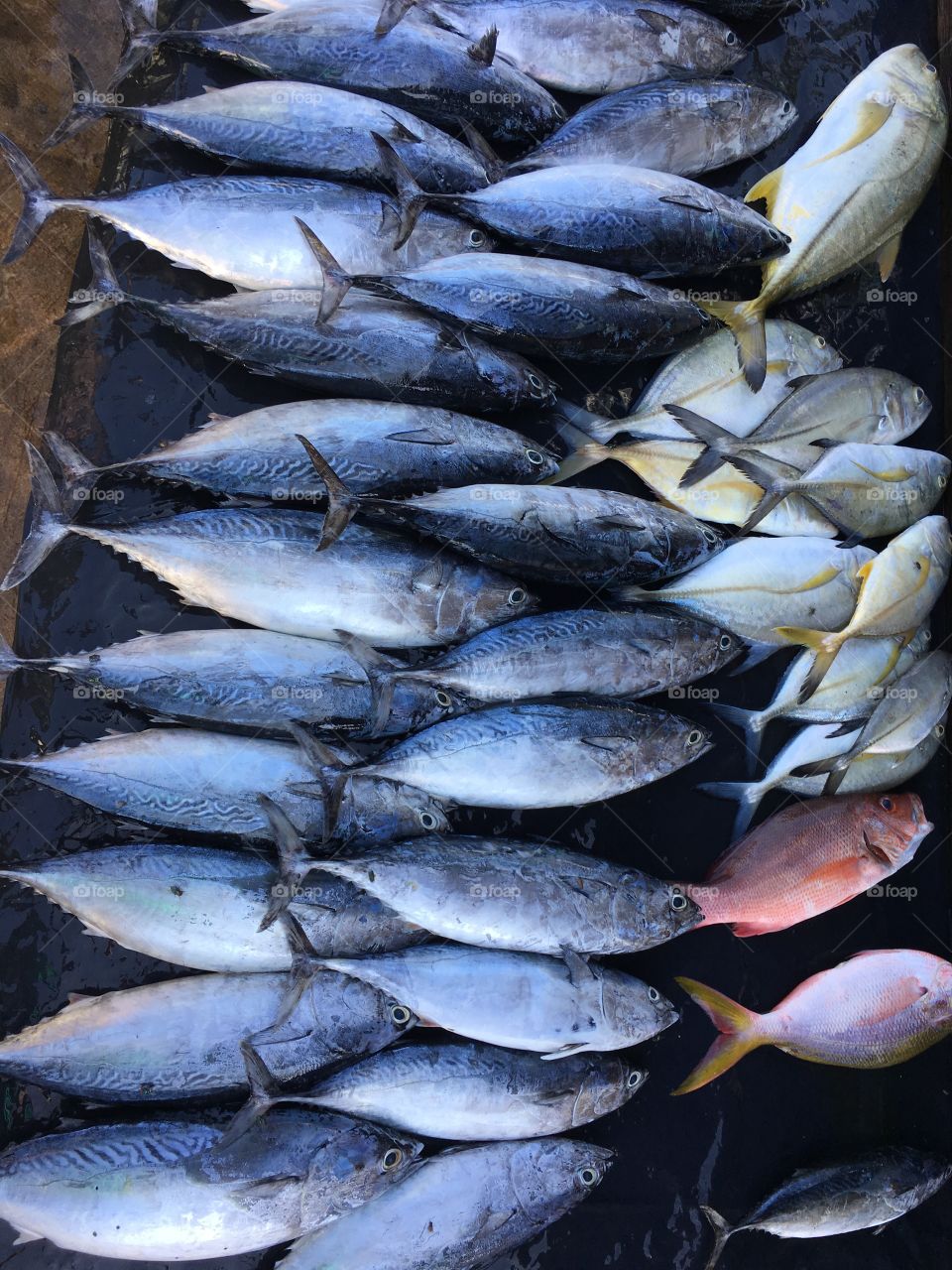 Fresh fish, catch of the day