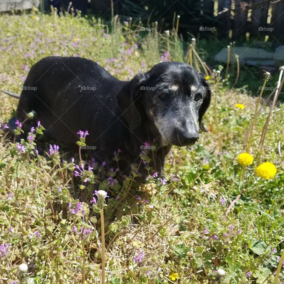 old doxie in the wild FLOWERS