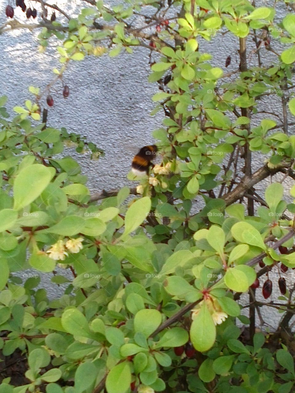 Bumblebee. hard at work