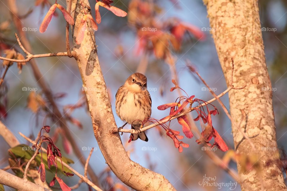 Yellow-rumped warbler