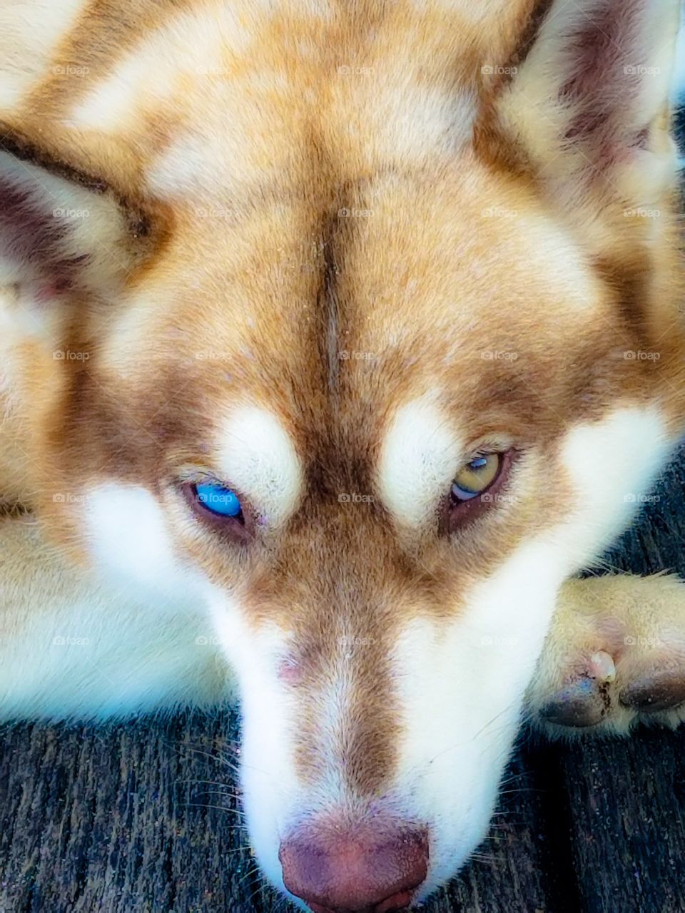 gorgeous husky with one blue eye