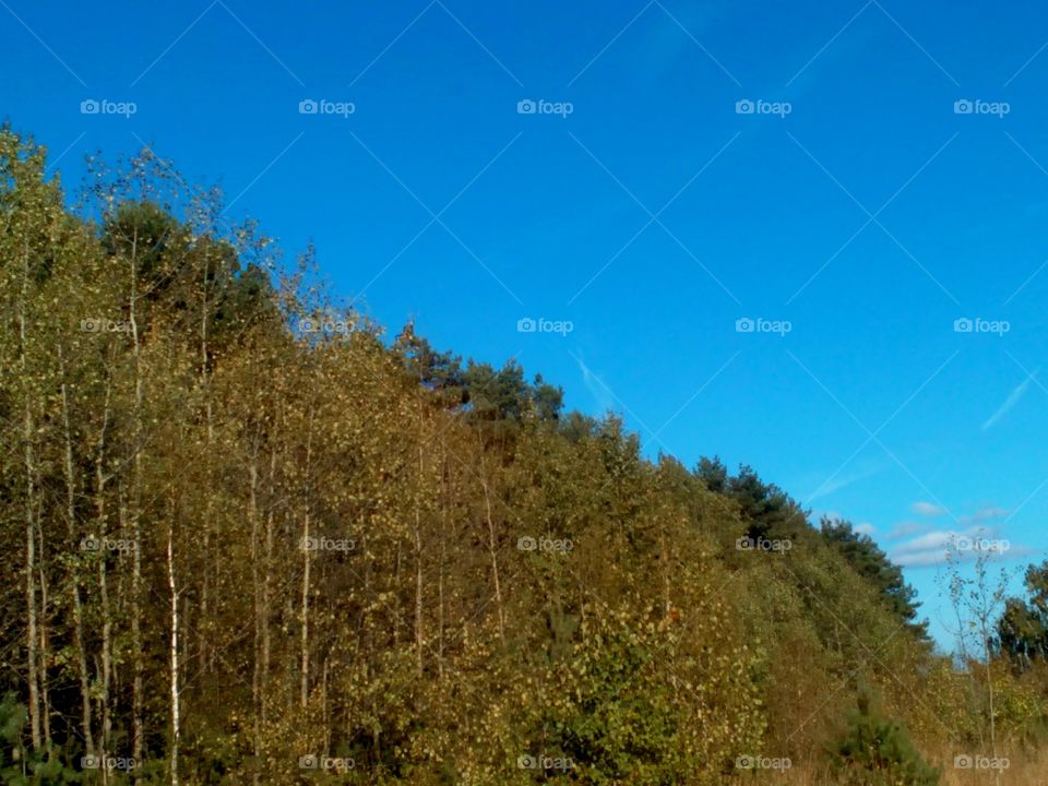 Tree, No Person, Nature, Landscape, Wood