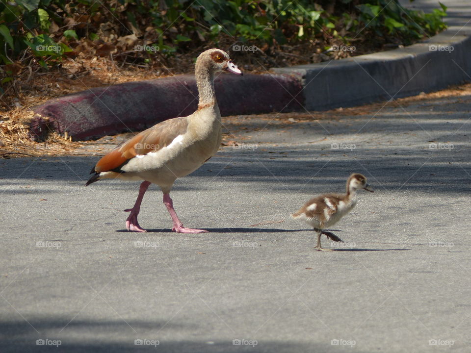 Mama and babe Egyptian goose 