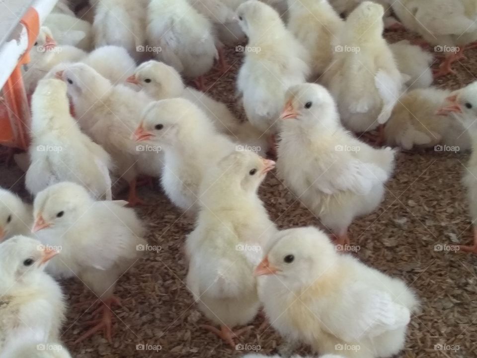layer Chicks