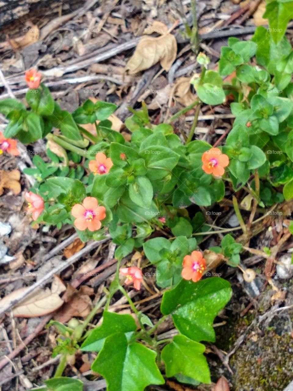 Little bitty flowers growing in nature springing forth.