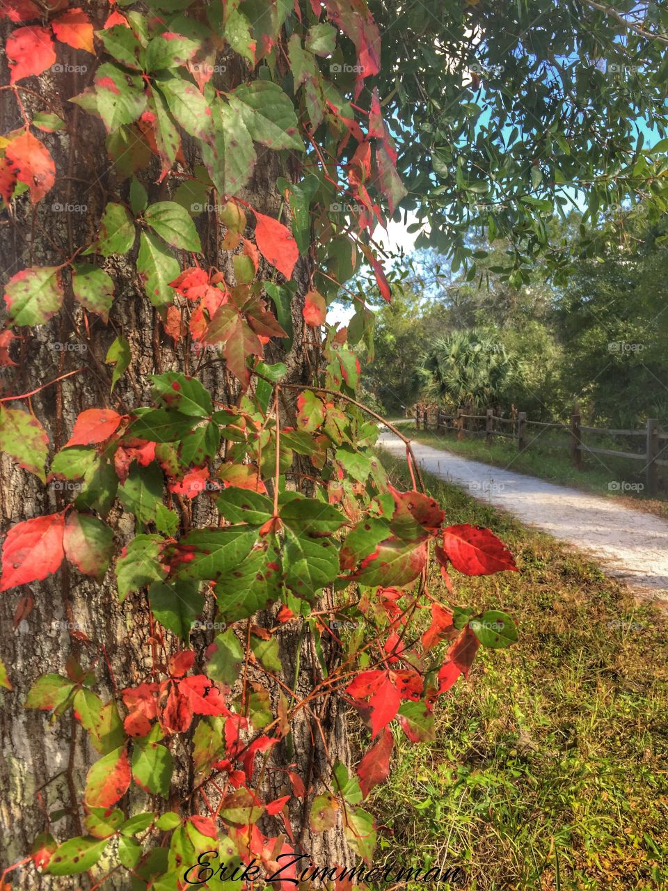 Some leafs do change colors, even in Florida.
