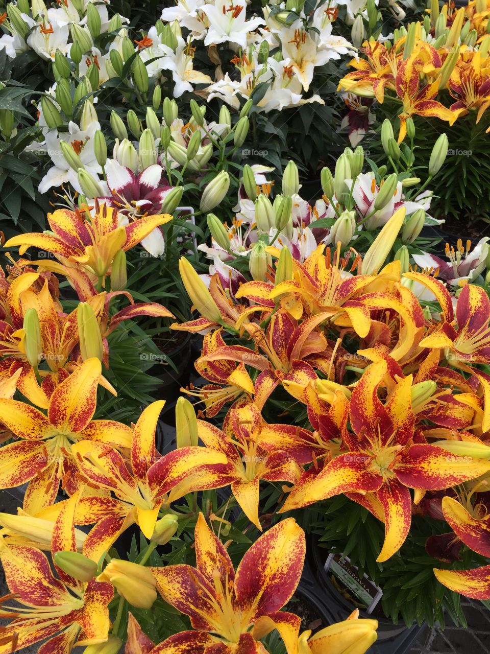Orange Lilies blooming and coming into bloom.