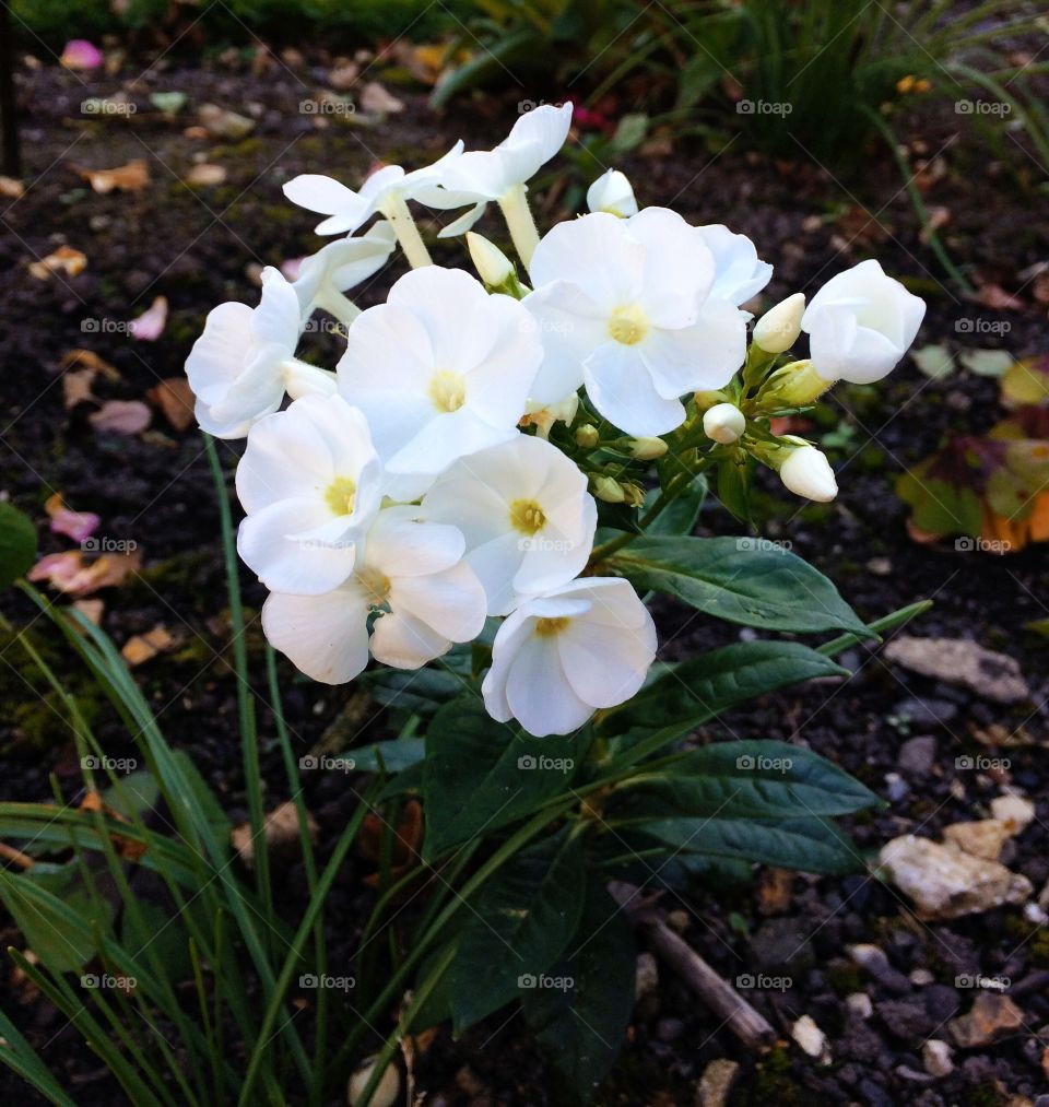 White flowers. 
