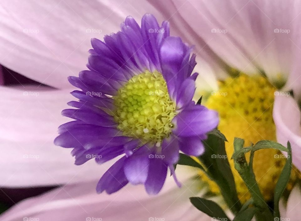 Flower with background flower