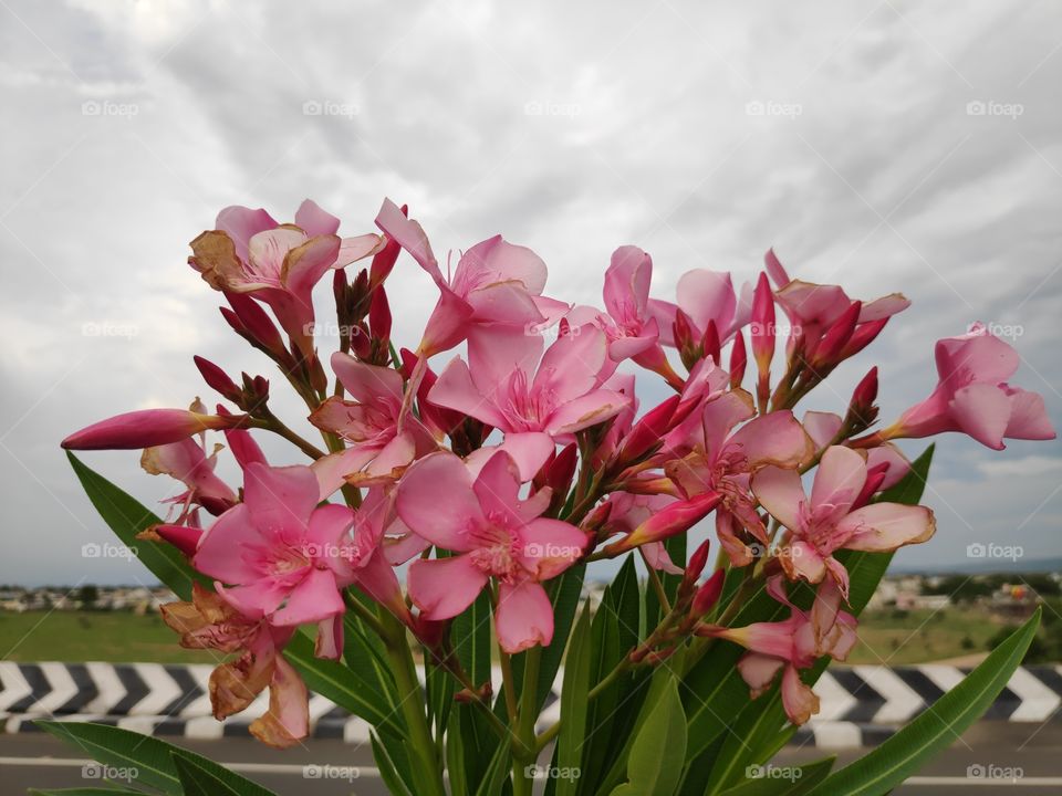a image of Oleander pink flowers from Adilabad Telangana India