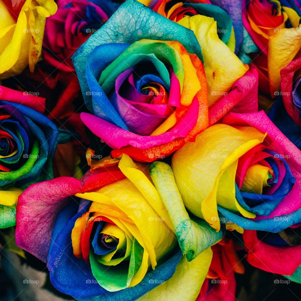 the dye roses