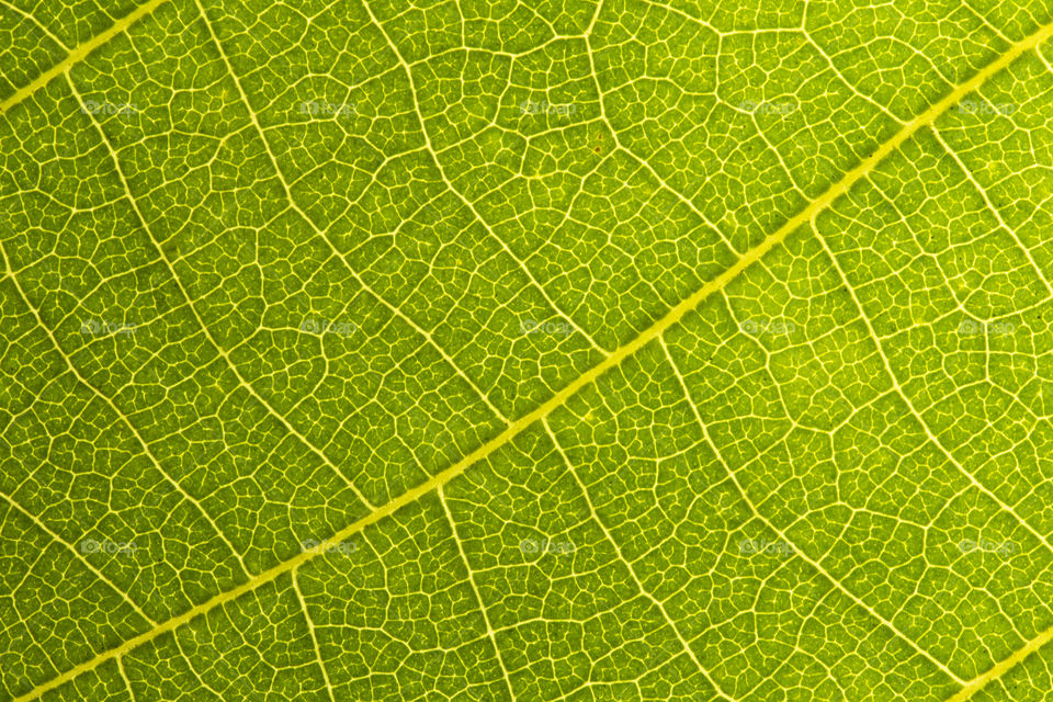 Green leaf macro texture, environment concept. High resolution shot
