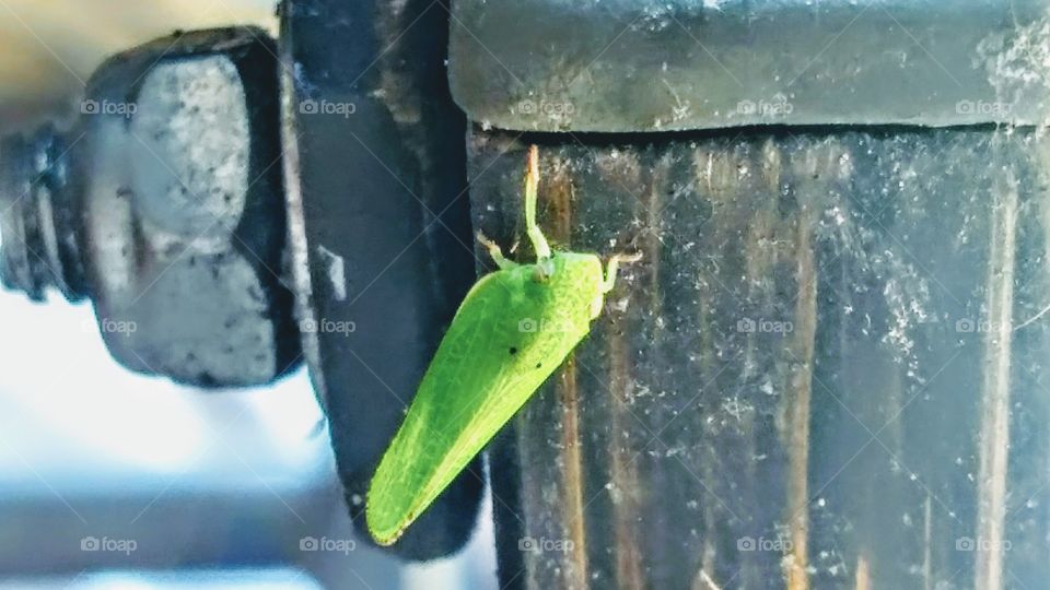 leaf bug