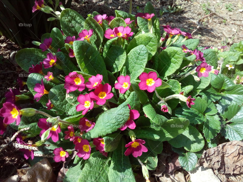 English Primrose (Primula vulgaris)