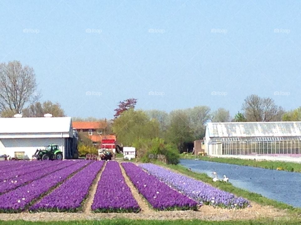 Fields of dark and light purple hyacinths. Spring in Holland on a sunny day.