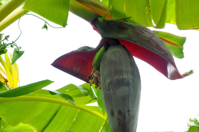 bananas
