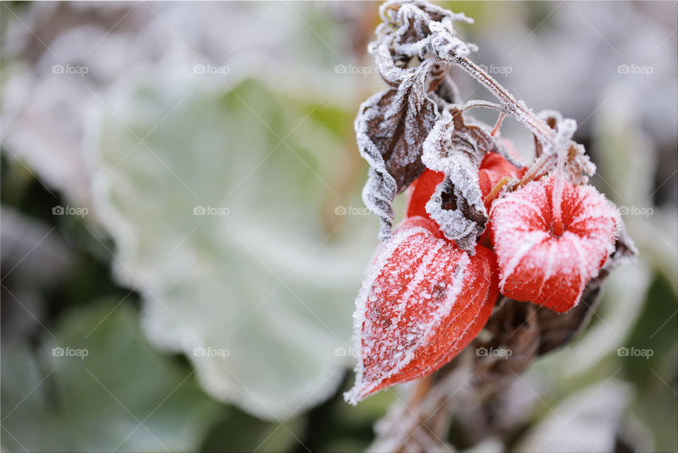 Orange frozen plant. Closeup. Negative space