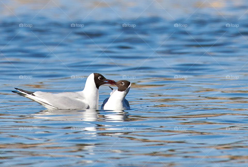 Kissing seagulls in the water in Espoo, Finland