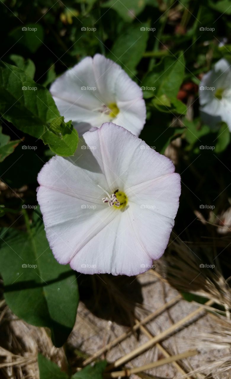 Beautiful White 2