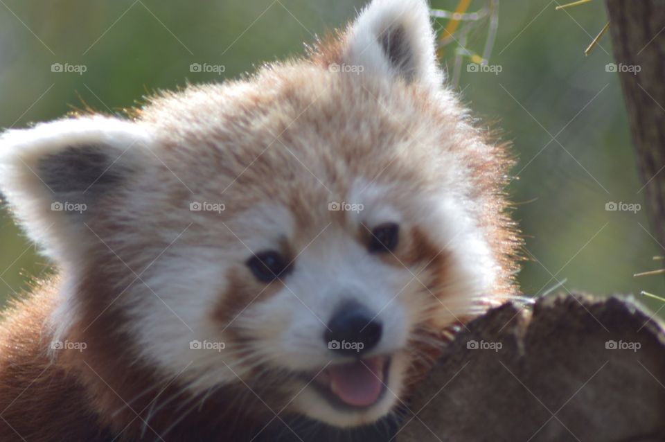 Red Panda Portrait